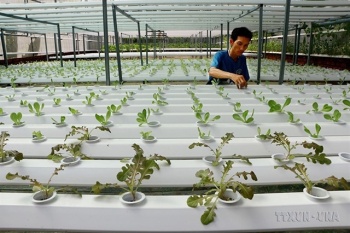 Binh Phuoc restructures agriculture to increase value