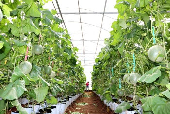 Developing high-tech agriculture in Binh Phuoc province